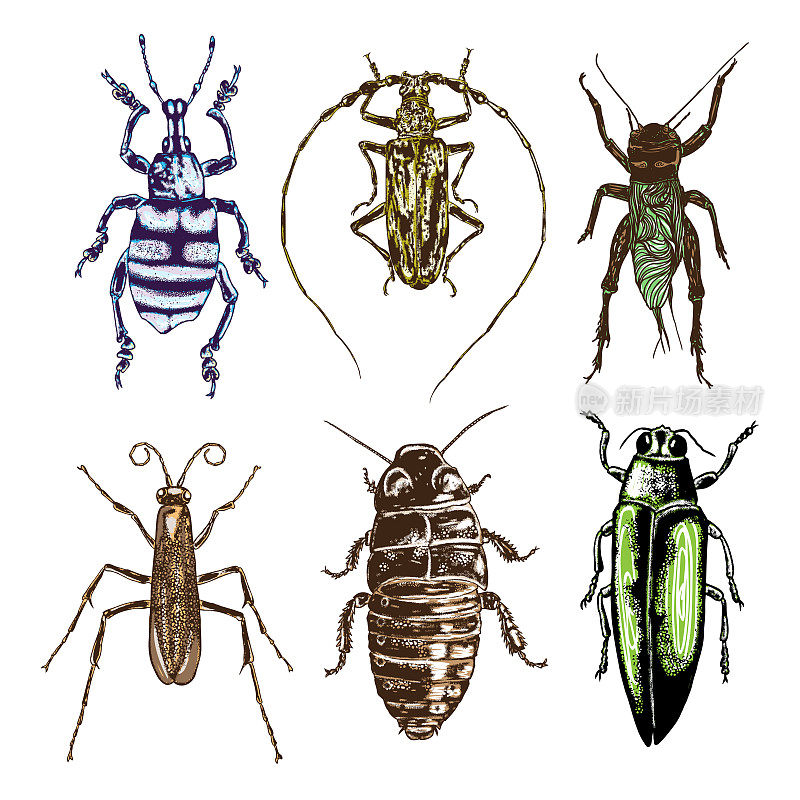 Big set of insects, bugs, flying beetles in color. Many species in colourful vintage old hand drawn stippling and hatching, shading style. Engraved stipple woodcut. Vector.